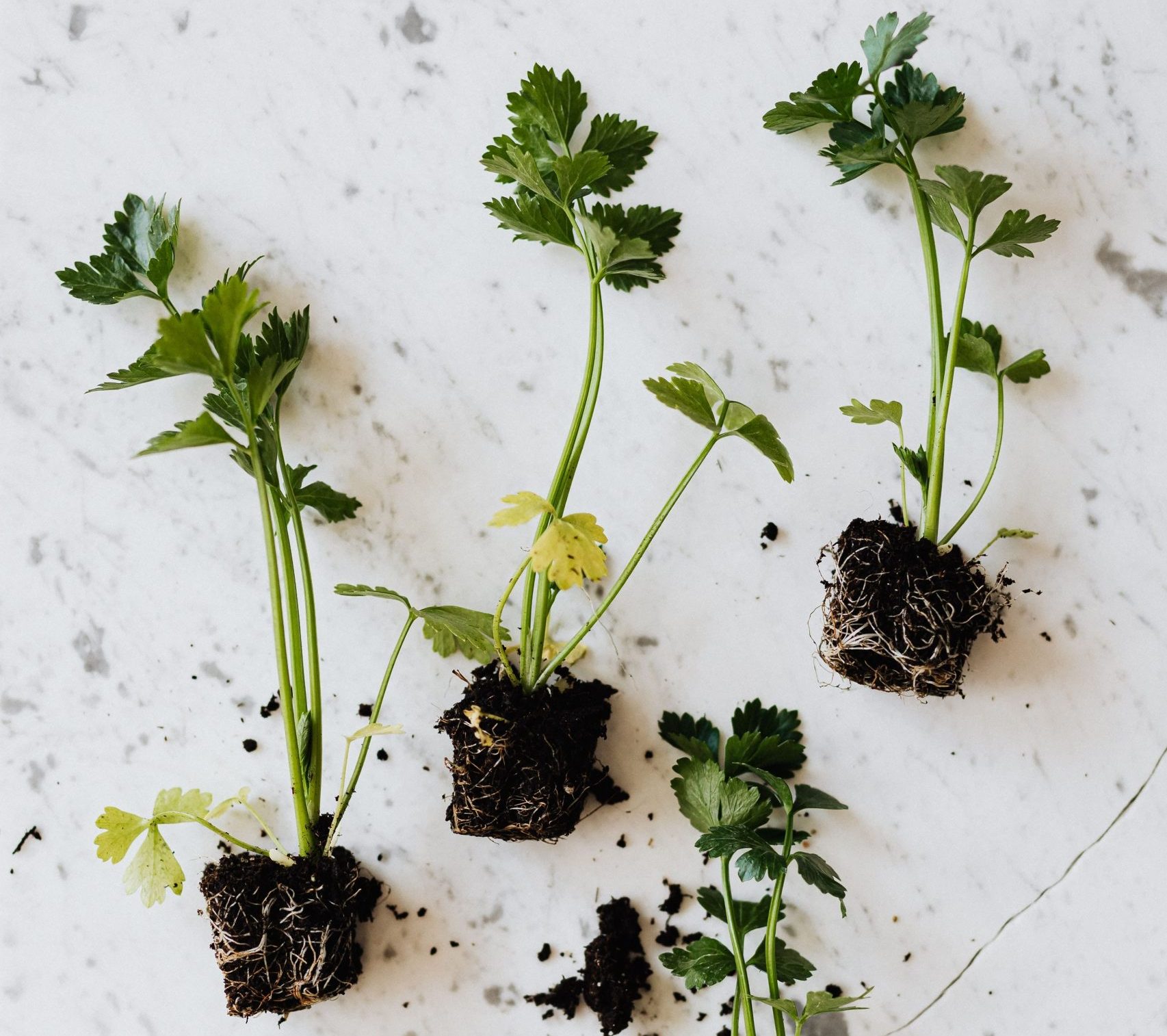 growing vegetables