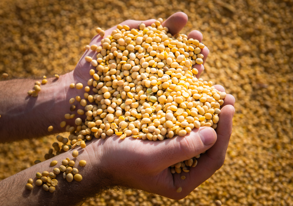 A pair of hands filled with soy.